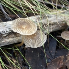 Unidentified Cap on a stem; gills below cap [mushrooms or mushroom-like] at Bango, NSW - 5 May 2023 by AJB