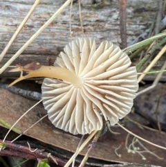 zz agaric (stem; gills white/cream) at Bango Nature Reserve - 5 May 2023