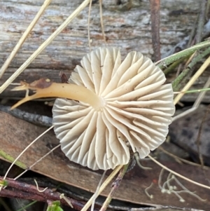 zz agaric (stem; gills white/cream) at Bango Nature Reserve - 5 May 2023