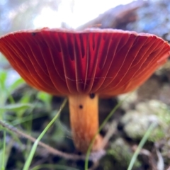 Unidentified Cap on a stem; gills below cap [mushrooms or mushroom-like] at Carwoola, NSW - 22 May 2023 by AJB