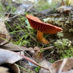 Dermocybe sp. at suppressed - 22 May 2023