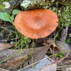 Dermocybe sp. at suppressed - 22 May 2023