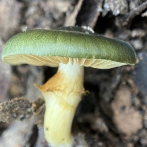 Cortinarius austrovenetus at Namadgi National Park - 4 Jun 2023