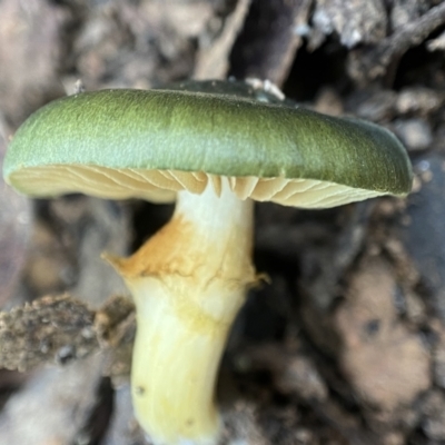 Cortinarius austrovenetus (Green Skinhead) at Namadgi National Park - 4 Jun 2023 by AJB