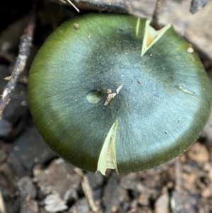 Cortinarius austrovenetus at Namadgi National Park - 4 Jun 2023