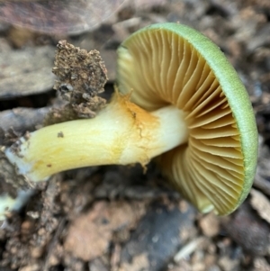 Cortinarius austrovenetus at Namadgi National Park - 4 Jun 2023