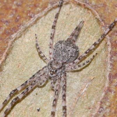 Tamopsis sp. (genus) (Two-tailed spider) at Yarralumla, ACT - 29 May 2024 by TimL