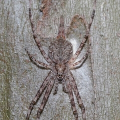 Tamopsis sp. (genus) (Two-tailed spider) at Sth Tablelands Ecosystem Park - 29 May 2024 by TimL