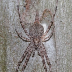 Tamopsis sp. (genus) (Two-tailed spider) at Yarralumla, ACT - 29 May 2024 by TimL