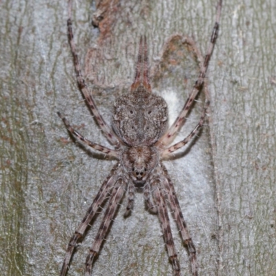 Tamopsis sp. (genus) (Two-tailed spider) at Sth Tablelands Ecosystem Park - 29 May 2024 by TimL