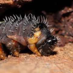 Perginae sp. (subfamily) (Unidentified pergine sawfly) at Yarralumla, ACT - 29 May 2024 by TimL