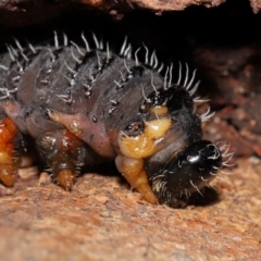 Perginae sp. (subfamily) at Sth Tablelands Ecosystem Park - 29 May 2024 01:22 PM