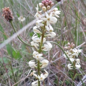 Stackhousia monogyna at Callum Brae - 3 Oct 2021