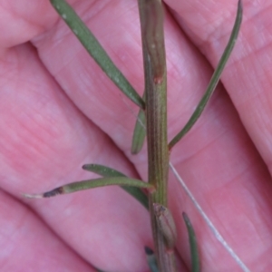 Stackhousia monogyna at Callum Brae - 3 Oct 2021