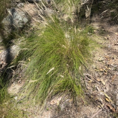 Rytidosperma sp. (Wallaby Grass) at Corrowong, NSW - 1 Jun 2024 by BlackFlat
