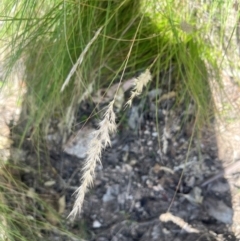 Rytidosperma sp. at Black Flat at Corrowong - 1 Jun 2024