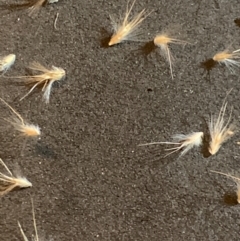 Rytidosperma sp. at Black Flat at Corrowong - 1 Jun 2024