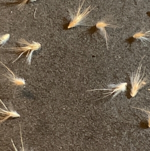 Rytidosperma sp. at Black Flat at Corrowong - 1 Jun 2024