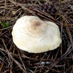 Unidentified Cap on a stem; gills below cap [mushrooms or mushroom-like] at QPRC LGA - 31 May 2024 by Paul4K