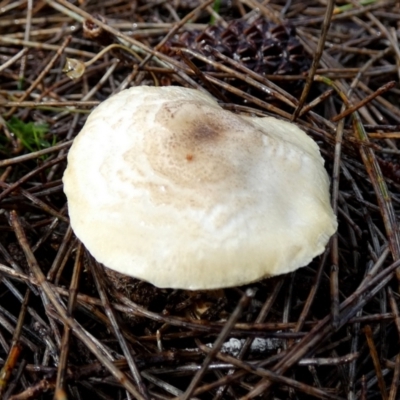 Unidentified Cap on a stem; gills below cap [mushrooms or mushroom-like] at QPRC LGA - 31 May 2024 by Paul4K