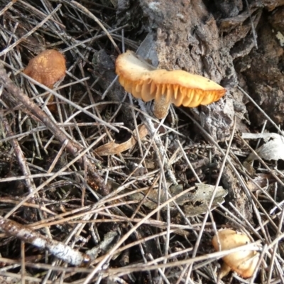 Unidentified Cap on a stem; gills below cap [mushrooms or mushroom-like] at Borough, NSW - 31 May 2024 by Paul4K