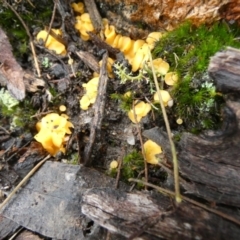 Phaeohelotium (Discinella terrestris aggregate) at QPRC LGA - suppressed