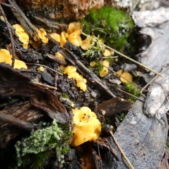 Phaeohelotium (Discinella terrestris aggregate) at QPRC LGA - suppressed