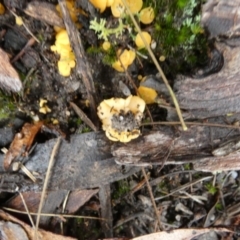 Phaeohelotium (Discinella terrestris aggregate) at QPRC LGA - suppressed