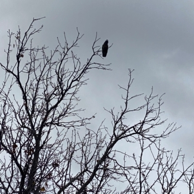 Callocephalon fimbriatum (Gang-gang Cockatoo) at Curtin, ACT - 1 Jun 2024 by Hannah