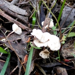 zz agaric (stem; gills white/cream) at Boro - suppressed