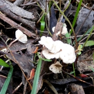 Unidentified Cap on a stem; gills below cap [mushrooms or mushroom-like] at suppressed by Paul4K