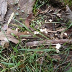 zz agaric (stem; gills white/cream) at Boro - suppressed