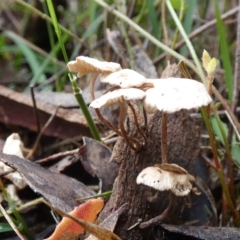 zz agaric (stem; gills white/cream) at Boro - suppressed