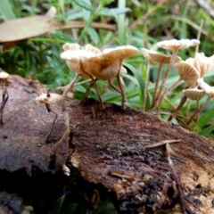 zz agaric (stem; gills white/cream) at Boro - suppressed