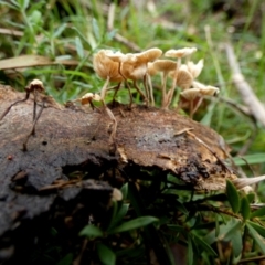 zz agaric (stem; gills white/cream) at Boro - suppressed