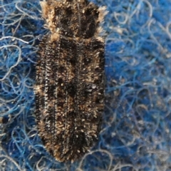 Leperina lacera (Trogossitid beetle) at Boro - 30 May 2024 by Paul4K