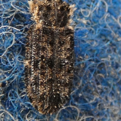 Leperina lacera (Trogossitid beetle) at Boro - 30 May 2024 by Paul4K