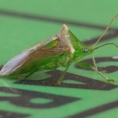 Unidentified Shield, Stink or Jewel Bug (Pentatomoidea) at Wingecarribee Local Government Area - 28 May 2024 by Curiosity