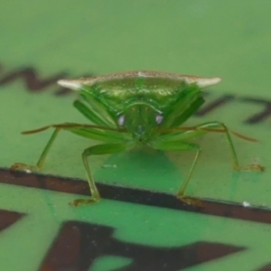 Sastragala versicolor at Wingecarribee Local Government Area - 28 May 2024