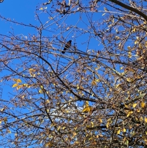 Turdus merula at Alpine Shire - 1 Jun 2024 10:27 AM