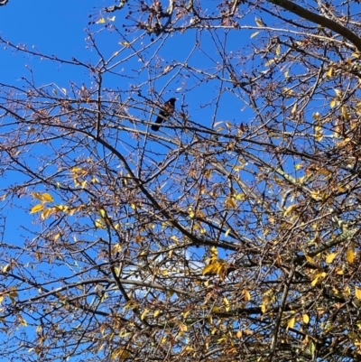 Turdus merula (Eurasian Blackbird) at Alpine Shire - 1 Jun 2024 by Jenjen