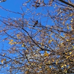 Turdus merula at Alpine Shire - 1 Jun 2024