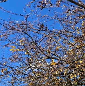 Turdus merula at Alpine Shire - 1 Jun 2024 10:27 AM