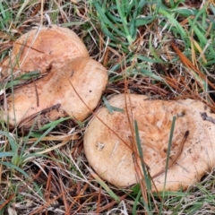 Lactarius deliciosus (Saffron Milkcap) at West Goulburn Bushland Reserve - 1 Jun 2024 by trevorpreston