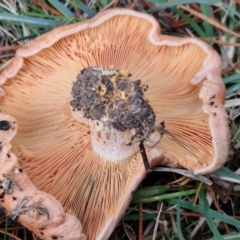 Lactarius deliciosus at West Goulburn Bushland Reserve - 1 Jun 2024 12:10 PM