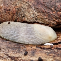 Arion intermedius (Hedgehog Slug) at Goulburn, NSW - 1 Jun 2024 by trevorpreston