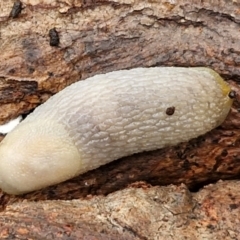 Arion intermedius at West Goulburn Bushland Reserve - 1 Jun 2024