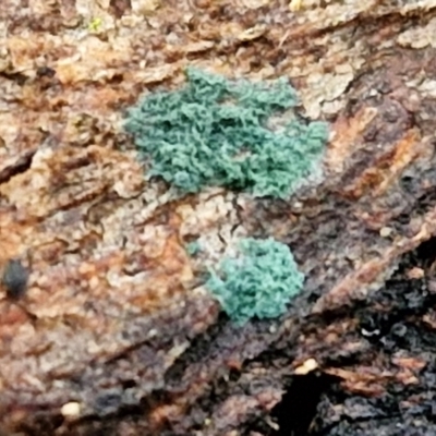 Trichoderma 'green fluffy' at West Goulburn Bushland Reserve - 1 Jun 2024 by trevorpreston