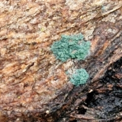 Trichoderma 'green fluffy' at West Goulburn Bushland Reserve - 1 Jun 2024