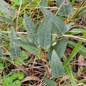 Hardenbergia violacea (False Sarsaparilla) at Goulburn, NSW by trevorpreston